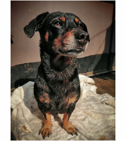 Rocko linares