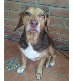 Canelita rodr%c3%adguez