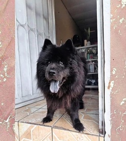 Luna ventura