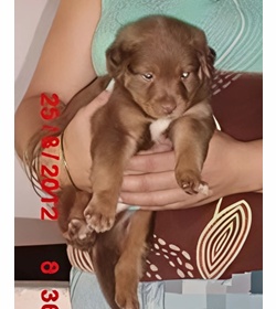 Rosty orozco corleto