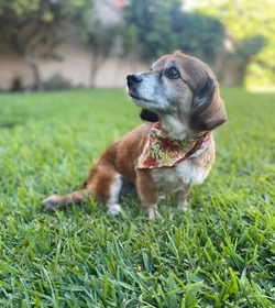 Coco sol