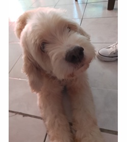 Pipo duran
