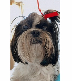 Titi escoto