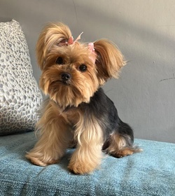 Coco gutierrez