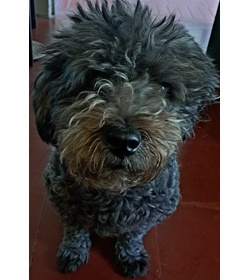 Pebbles carrillo