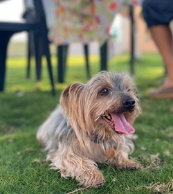 Rocco morales