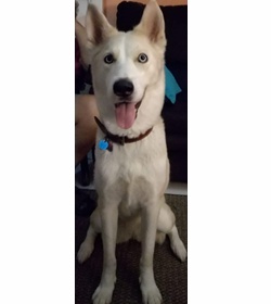 Luna aurora