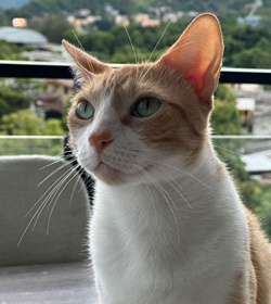 Miaussy