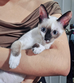 Cleo paname%c3%b1o