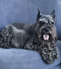 Luka aristoteles velasquez