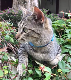 Tai