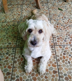 Toffy arias