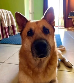 Zeus alfaro