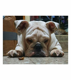 Remo merlos aguilar