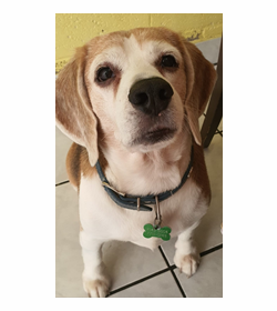 Lucas ignacio tobar montoya