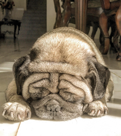 Rocco tenorio