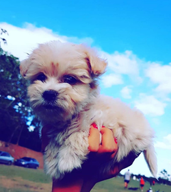 Coco sol%c3%b3rzano