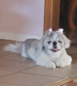 Chispita