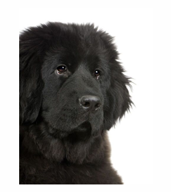 Negrito