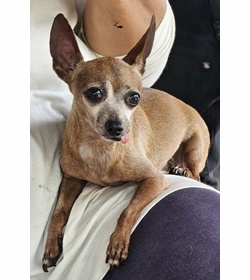 Puma portillo