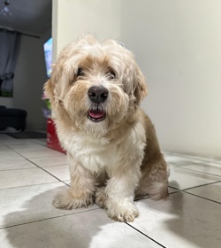 Dogui carranza