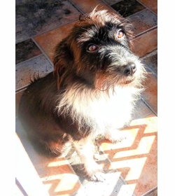 Negra soriano