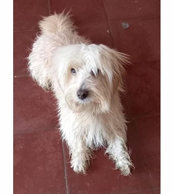 Pixel velasco