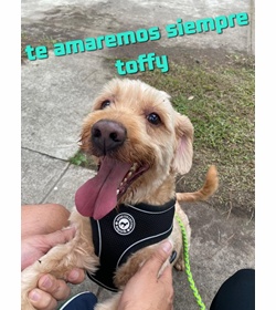Toffy estrada