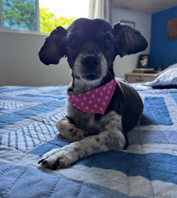 Maggie meca