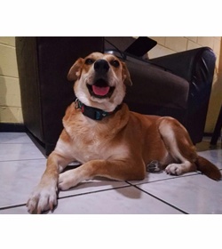 Canela torres