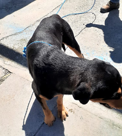 Negrito nejapa