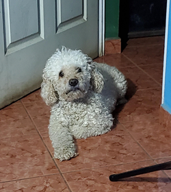 Peluche roque
