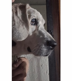 Coco cortez