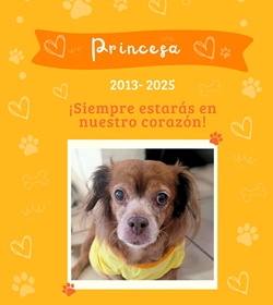 Princesa palma