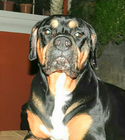 Graf rodriguez