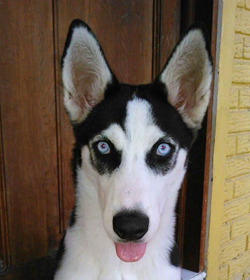 Nala escobar