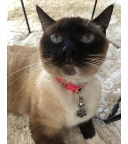Kitty orellana cruz
