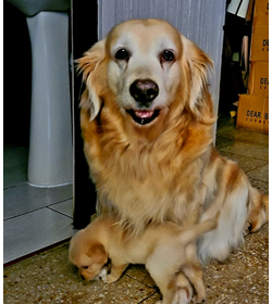 Bella porreca
