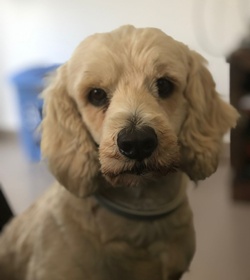 Luna maza