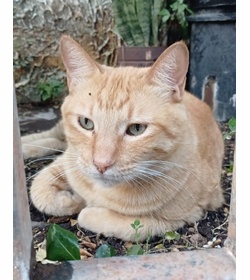 Garfield aguilar