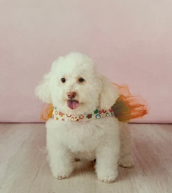 Winnie joya