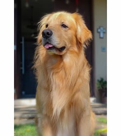 Hachi salazar