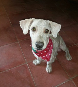 Lolo castillo
