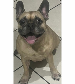 Bamba bonilla