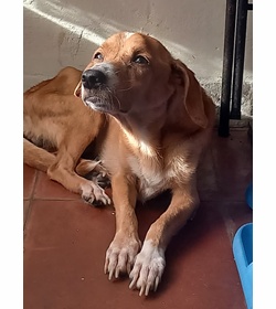 Canela garcia