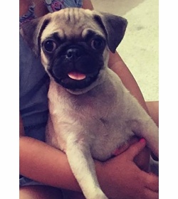Mylo rebollo