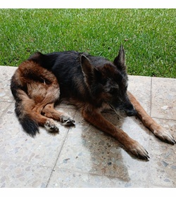 Negra harrison