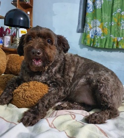 Luki