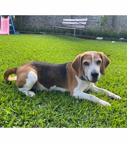 Luka aylagas