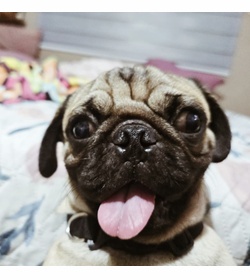 Wall e